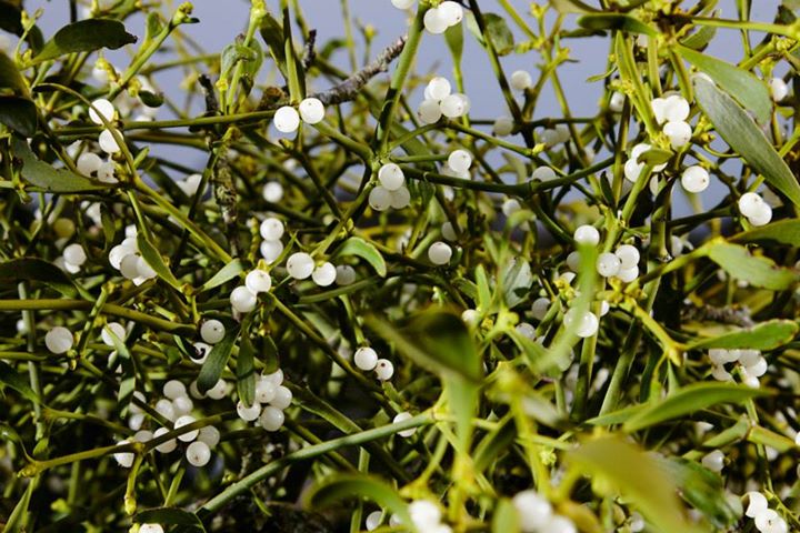 Fresh Organic Mistletoe Sprigs
