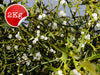Mistletoe Sprigs - 2 Kilo Box