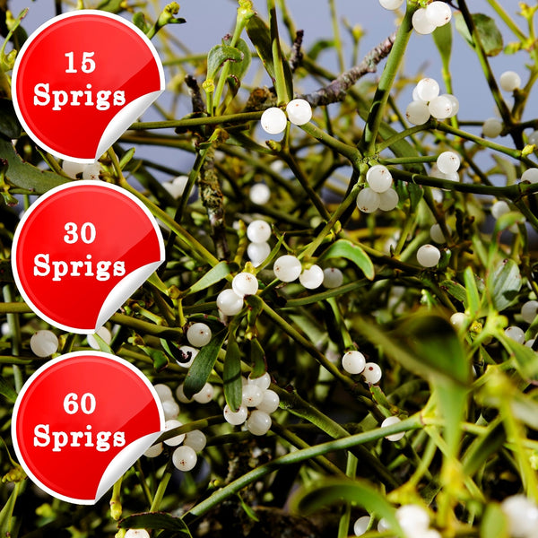 Fresh Mistletoe Sprigs