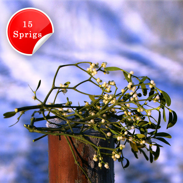 Fresh Organic Mistletoe Sprigs