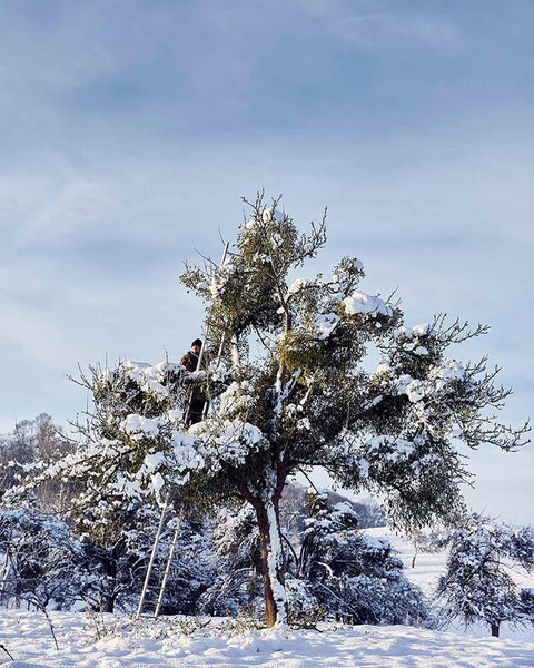 Large Mistletoe Bunches