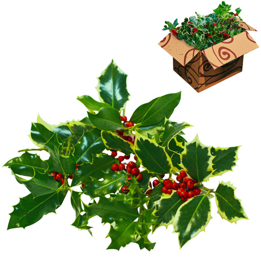 Wholesale Berried Holly