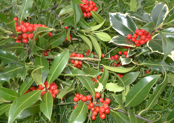 Wholesale Berried Holly
