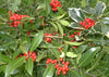 Wholesale Berried and Unberried Holly Mix