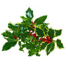 Cut Berried Holly Pieces