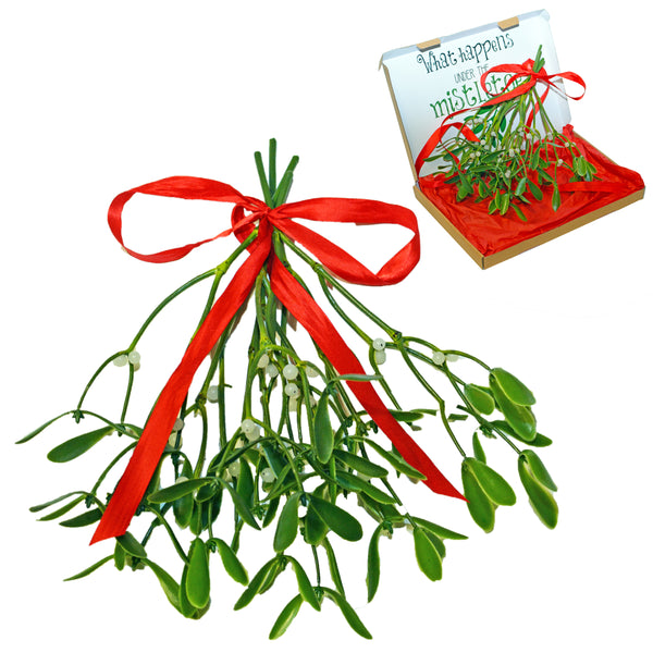 Artificial Mistletoe Bunch