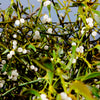 Grow Your Own Mistletoe - Mistletoe Seeds Planting Pack
