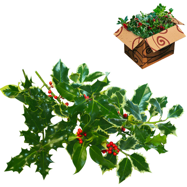Wholesale Berried and Unberried Holly Mix
