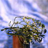 Fresh Mistletoe Sprigs