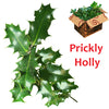 Wholesale Unberried Holly