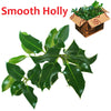 Wholesale Unberried Holly