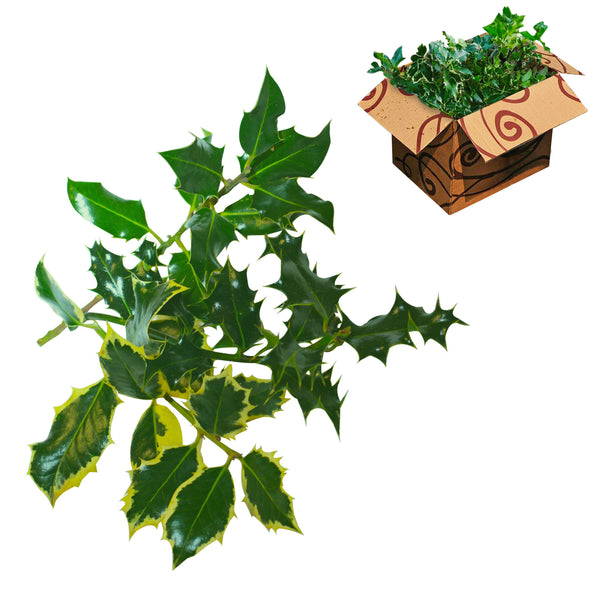 Wholesale Unberried Holly