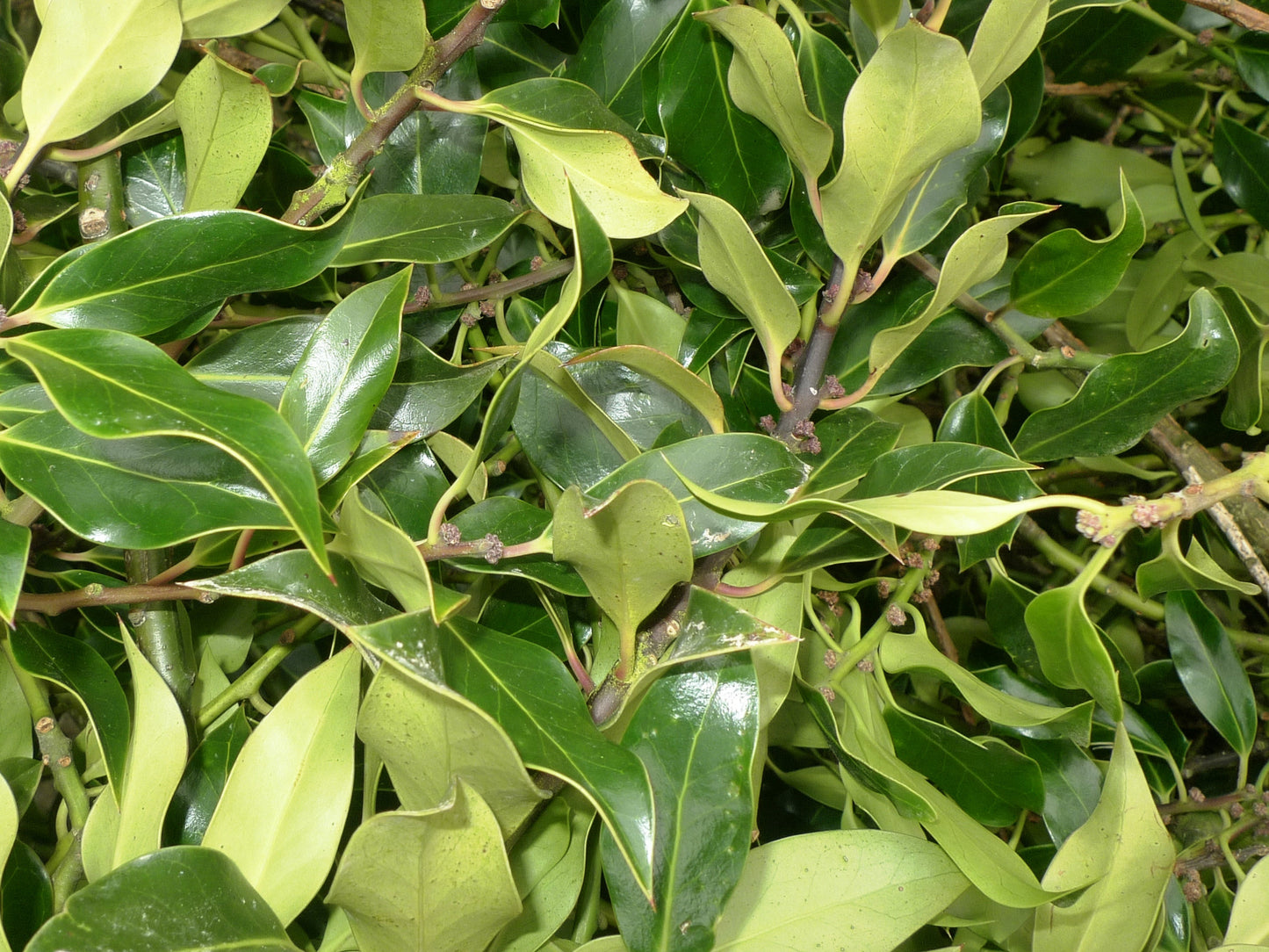 Wholesale Holly Mix
