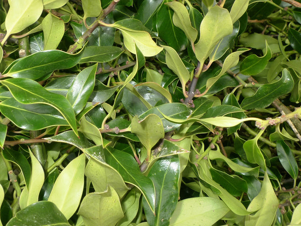 Wholesale Holly Mix