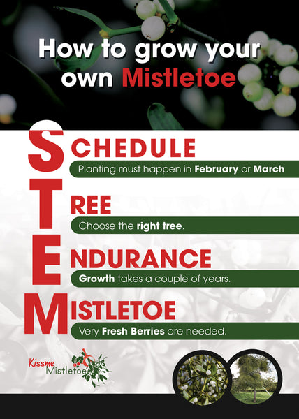Grow Your Own Mistletoe - Mistletoe Seeds Planting Pack