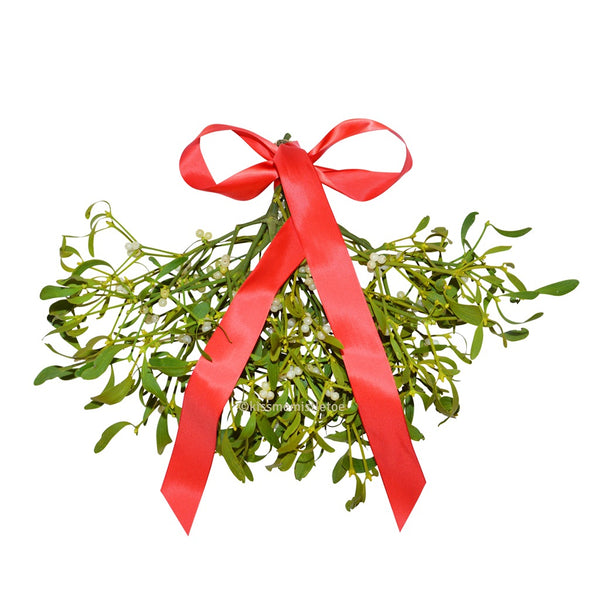 Large Mistletoe Bunches